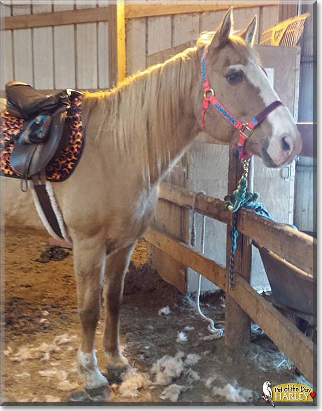 Harley the Quarter Horse, the Pet of the Day