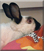 Bear the Himalayan Rabbit
