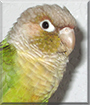 Honey Belle the Cinnamon Green Cheek Conure