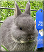 Blu the Netherland Dwarf Rabbit