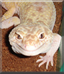 Spirit the Leopard Gecko