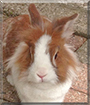 Bunny the Lionhead Rabbit