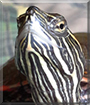 Painter the Painted Turtle