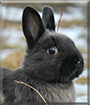 Batman the Netherland Polish Rabbit mix