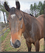 Scotty the Quarter Horse