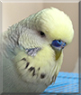 Chip the English Budgerigar