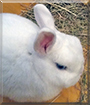 Flocke the Fox Rabbit