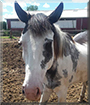 Gambler the Paint Horse