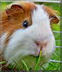 Essie the Guinea Pig