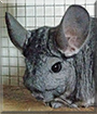 Violet the Chinchilla