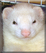 Sniffy the Ferret