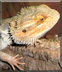 Pott the Bearded Dragon
