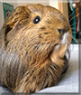 GingerSnap the Silky Guinea Pig