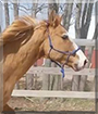 Harley the Quarter Horse
