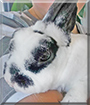 Sternchen the Rabbit