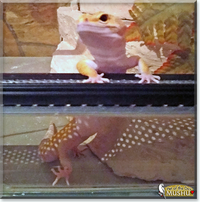 Mushu the Leopard Gecko, the Pet of the Day