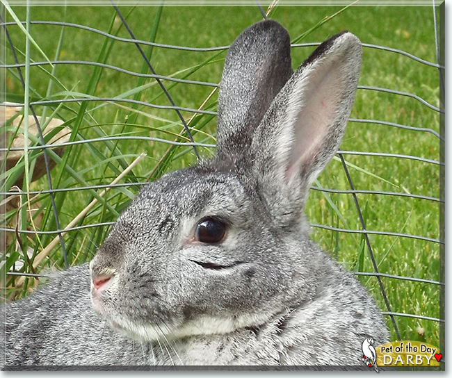 Darby the Rabbit, the Pet of the Day