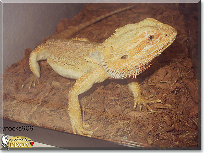 Dixon the Bearded Dragon, the Pet of the Day