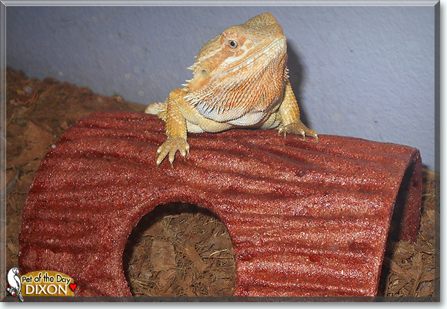 Dixon the Bearded Dragon, the Pet of the Day