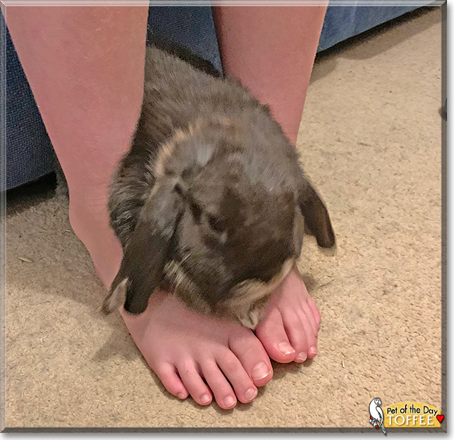 Toffee the Dwarf Lop Rabbit, the Pet of the Day