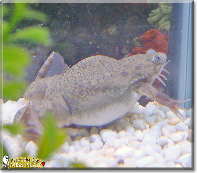 Miss Piggy the African Clawed Frog, the Pet of the Day