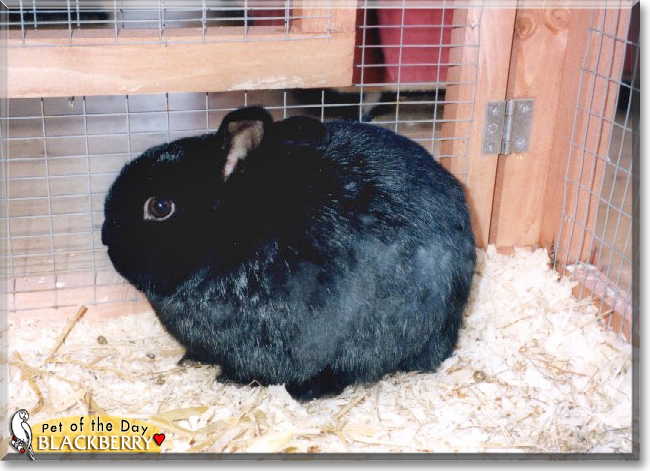 Blackberry the Netherland Dwarf Rabbit, the Pet of the Day
