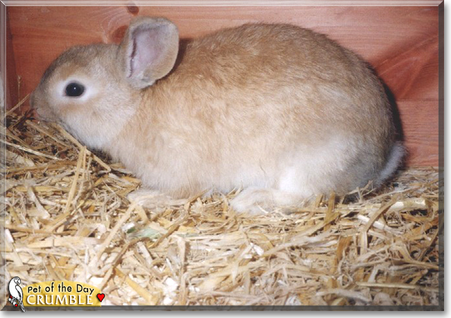 Crumble the Dwarf Lop Rabbit, the Pet of the Day