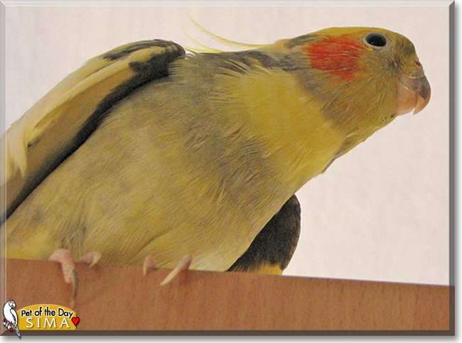 Sima the Cockatiel, the Pet of the Day