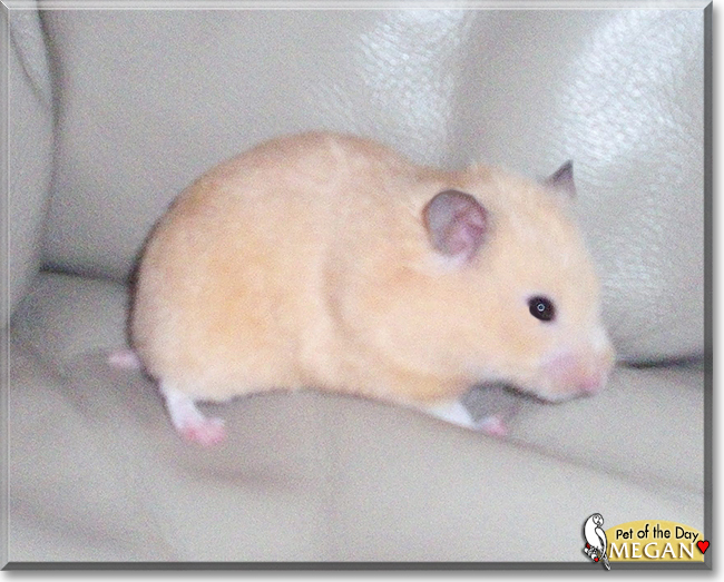Megan the Teddy Bear Hamster, the Pet of the Day