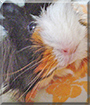 Janka the Guinea Pig