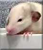 Josie the Fancy Rat
