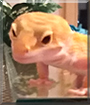 Mushu the Leopard Gecko