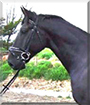 Moondancer the Thoroughbred Horse