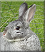 Darby the Rabbit