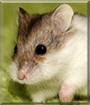 Loki the Campbell's Dwarf Hamster
