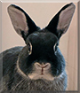 Bilbo the Netherland Dwarf Rabbit