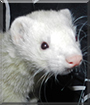 Milo the Marshall Ferret