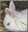 Mucki the Dwarf Rabbit