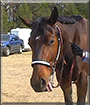 Mercedez the American Quarter Horse