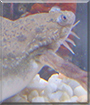 Miss Piggy the African Clawed Frog