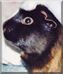 Chazzy the Guinea Pig