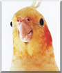 Sima the Cockatiel