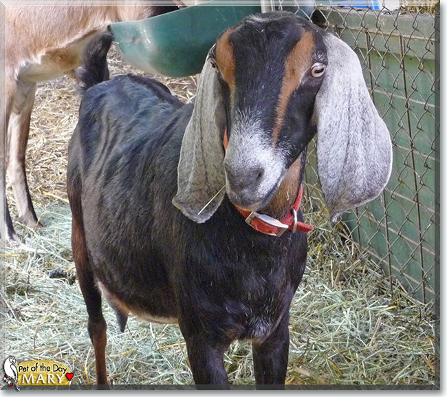 Mary the Nubian Goat, the Pet of the Day