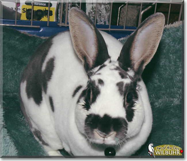 Wilbuhr the Mini Rex Rabbit, the Pet of the Day