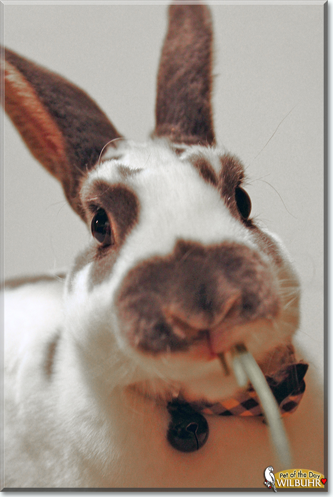 Wilbuhr the Mini Rex Rabbit, the Pet of the Day