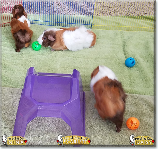 Nina, Scarlett and Daisy the Abyssinian Guinea Pigs, the Pet of the Day