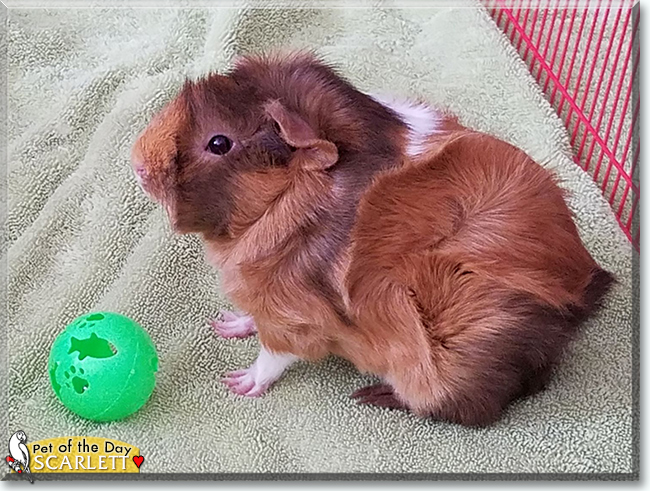 Nina, Scarlett and Daisy the Abyssinian Guinea Pigs, the Pet of the Day