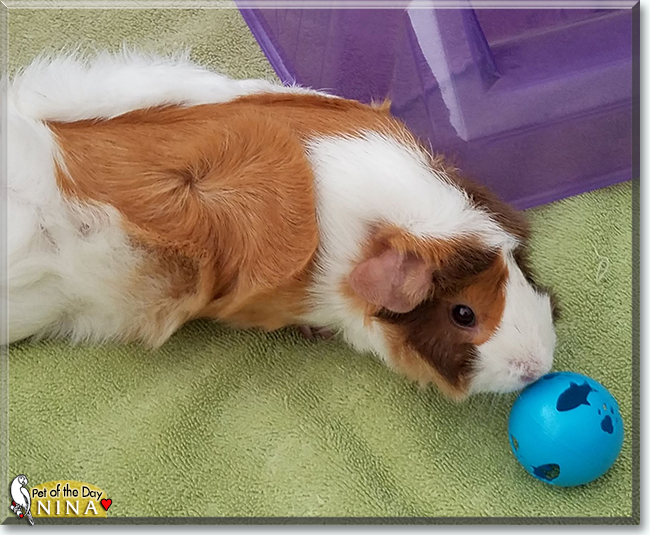 Nina, Scarlett and Daisy the Abyssinian Guinea Pigs, the Pet of the Day