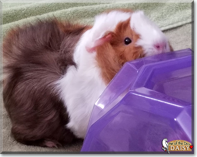 Nina, Scarlett and Daisy the Abyssinian Guinea Pigs, the Pet of the Day