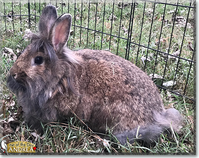 Andrea the Lionhead, Flemish Giant mix Rabbit, the Pet of the Day